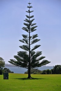 Norfolk Pine