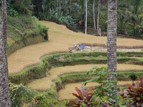 View of first rice paddy
