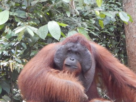 Alpha male orang utan from 5 metres!