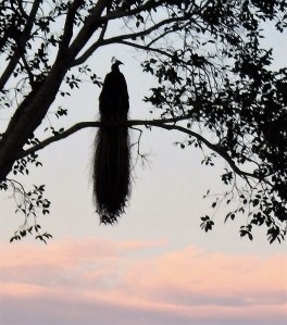 Peacock at dawn!