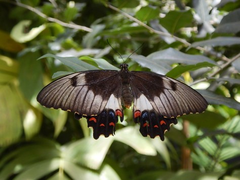Butterfly shot in Australia