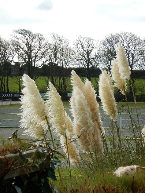 Pampas Grass