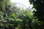 Tropical Biome